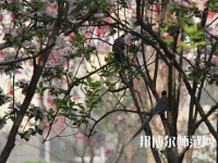 河南2020年幼師學校一般有哪些專業(yè)