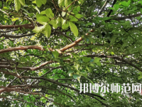 湖南師范大學2023年報名條件、招生要求、招生對象